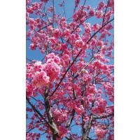 云南地區(qū)供應(yīng)：云南櫻花