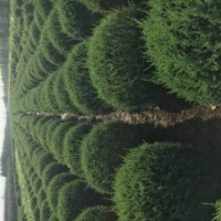 快柏球成活率好耐寒