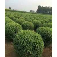 遼寧出售快柏球，東北快柏球基地