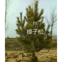 長(zhǎng)期供應(yīng)油松，樟子松