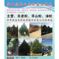 2017年藍(lán)田綠華白皮松苗圃