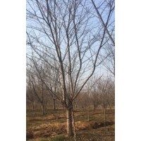 13到16公分櫻花，早晚櫻都有