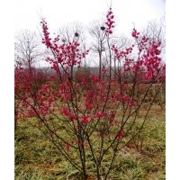 紅梅樹基地大量供應2~3~4~5~6公分的紅梅樹苗