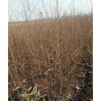 供應(yīng)金葉榆3-5公分，開源靠山苗木