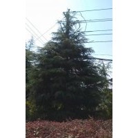雪松7米到10米