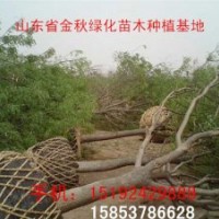 20公分國槐樹全冠價格