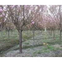 成都櫻花基地