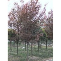 紅葉李
