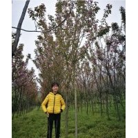 供應(yīng) 櫻花 茶花等