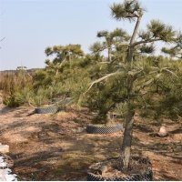 造型黑松