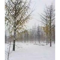 山東銀杏價格,興隆銀杏,山東銀杏價格