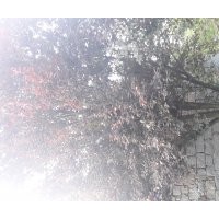 出售大規(guī)格紅葉李，電話15966192988質(zhì)量一級(jí)