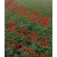 50公分高花椒苗，一年花椒苗，花椒苗經(jīng)濟(jì)價(jià)值，0.4-0.7粗大紅袍