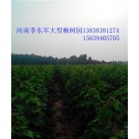 周口太康楸樹(shù)5、6、7、8、公分楸樹(shù)、楸樹(shù)便宜