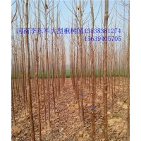 8公分9公分楸樹(shù)價(jià)格
