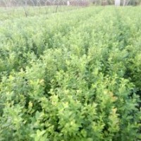 組培藍莓樹苗苗圃直銷1-3年苗苗圃直銷