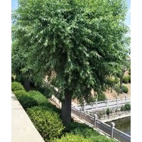 柳樹30公分