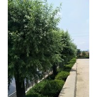 柳樹30公分