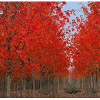美國紅楓系列