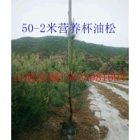1-1米5營養(yǎng)杯油松，營養(yǎng)杯油松價格，營養(yǎng)杯油松繁育基地