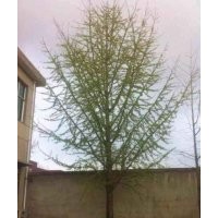 銀杏樹銷售旺季來臨，基地直銷