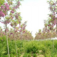 香花槐