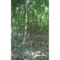 周口楸樹，天下聞名，美化環(huán)境，樹木之王