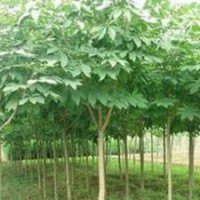 長期提供10公分七葉樹價格 南京七葉樹基地
