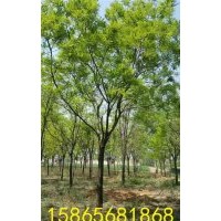 移栽20公分國槐兩年冒的銷售價格