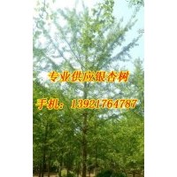 銀杏樹價(jià)格_宏松苗木_30公分實(shí)生銀杏樹價(jià)格