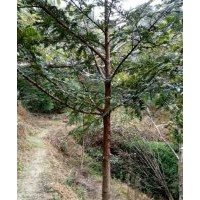 地徑1-14公分紅豆杉苗