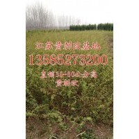 黃刺玫價格高度50-60-70-80公分黃刺玫價格圖片黃刺玫球價格