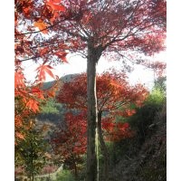 浙江紅楓基地，雞爪槭，紅楓大小苗