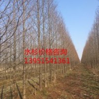 供應(yīng)15公分水杉 水杉樹
