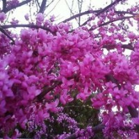 供應(yīng)紫荊的品種 羊蹄甲的特征 宮粉紫荊 同 紫荊樹技術(shù)
