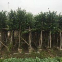 細(xì)葉榕