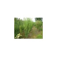 木槿價格 紫荊價格 木槿基地 南京木槿