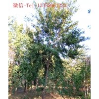 供應(yīng)大規(guī)格紅白玉蘭，黃櫨，流蘇，五角楓，杜梨等