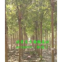 8公分國槐價格，8公分國槐樹