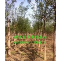 12公分國槐價格，12公分國槐樹