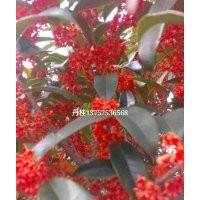 出售桂花，丹桂，金桂