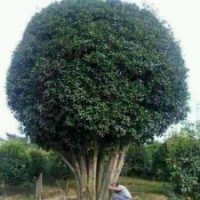 專供占地廣玉蘭，桂花，欒樹