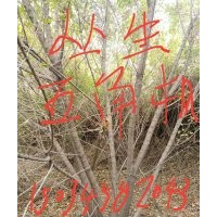 供應(yīng)五角楓，叢生五角楓