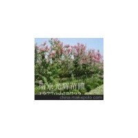 供應(yīng)紫薇 南京紫薇 紫薇批發(fā)價(jià)格 紫薇價(jià)格