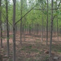基地供應(yīng)1-15公分法國梧桐