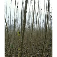 速生楊楊樹苗、花椒苗、毛桃苗、桃樹苗、梨樹苗、國槐、法桐低價(jià)