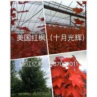 供應(yīng)美國(guó)紅楓十月光輝、秋火焰