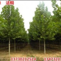 金葉榆、福緣、金葉榆小苗