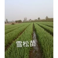 供應雪松及雪松小苗