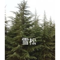 常年供應(yīng)大小北海道黃楊（小苗）、大小雪松、營(yíng)養(yǎng)杯雪松